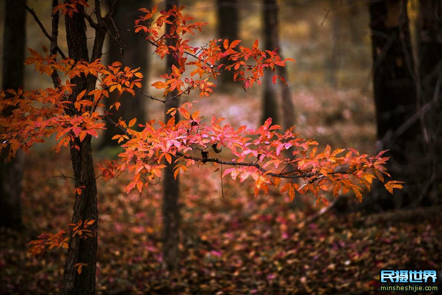 東北紅葉攝影團之牡丹江境泊湖紅葉谷長白山金秋紅葉攝影團