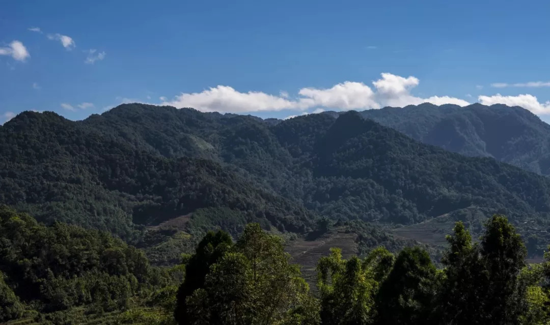 老乌山普洱最具潜力古茶山