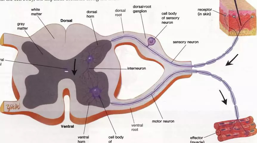 脊髓的内部结构图图片