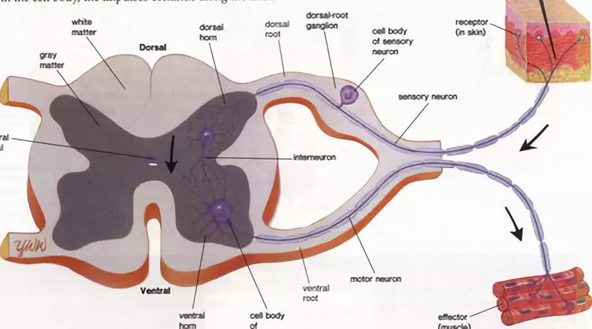 脊髓内部结构示意图图片