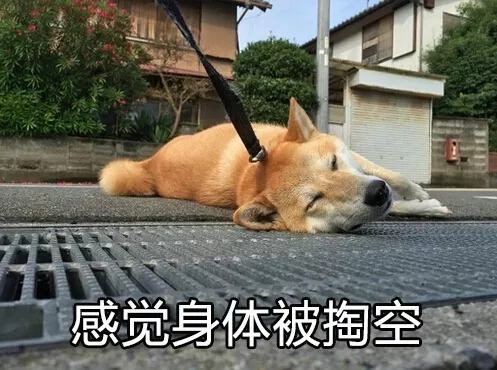 柴犬表情包,哈哈哈太可爱了