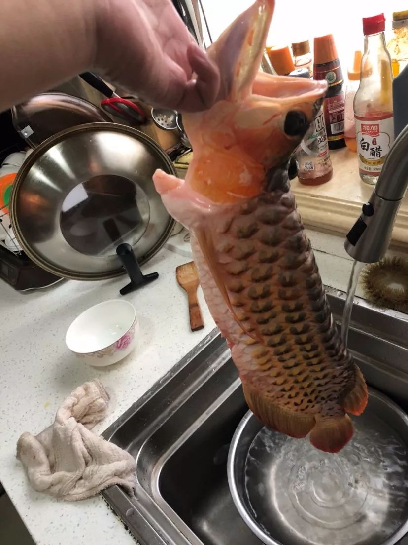 红烧金龙鱼搞笑图片图片