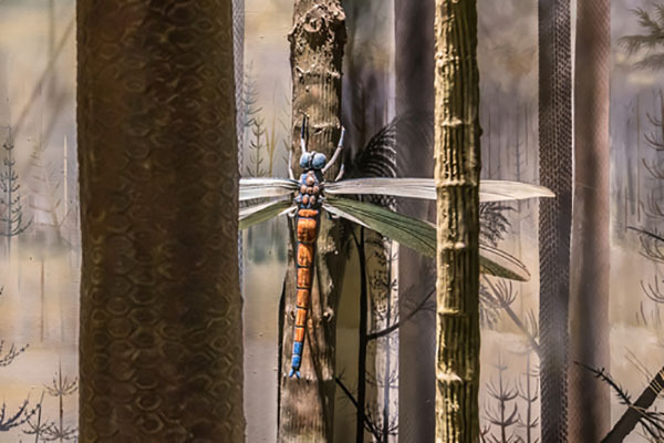 远古时代的昆虫图片