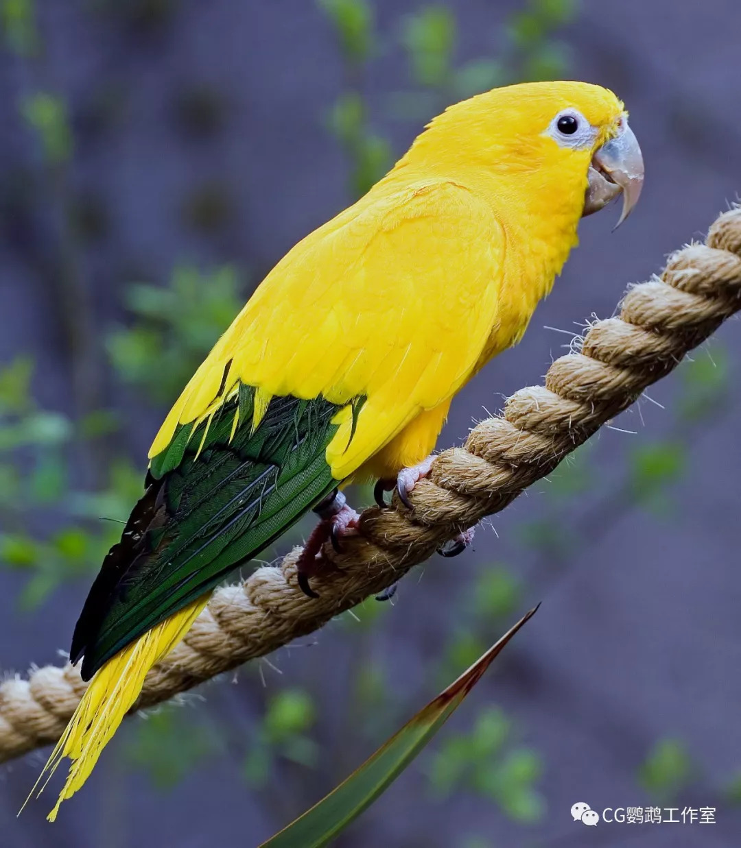 大黄冠鹦鹉图片图片
