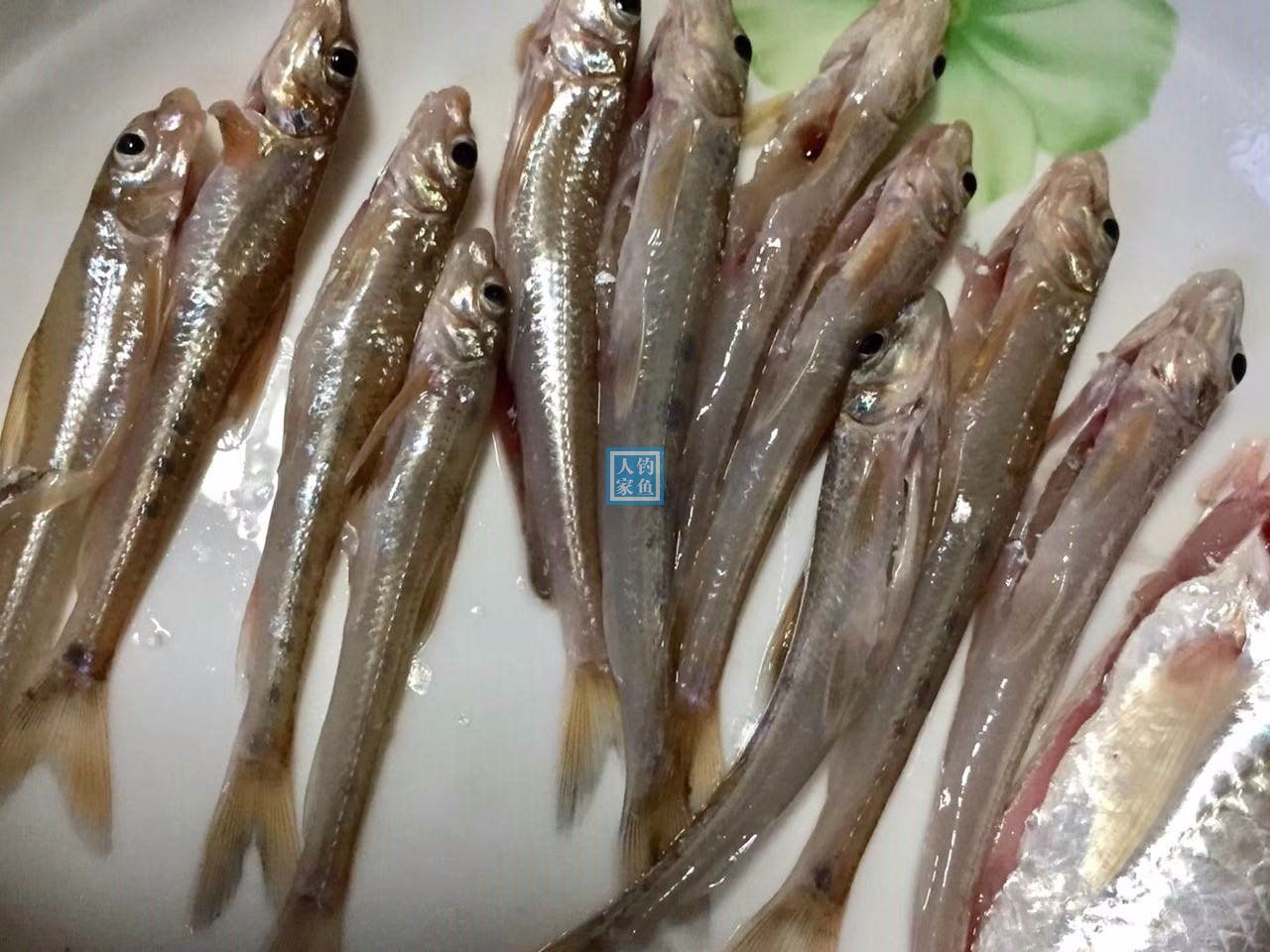 長江雜草石縫釣獲2斤野生大鯉魚還收穫長江稀有的沙魚鰍