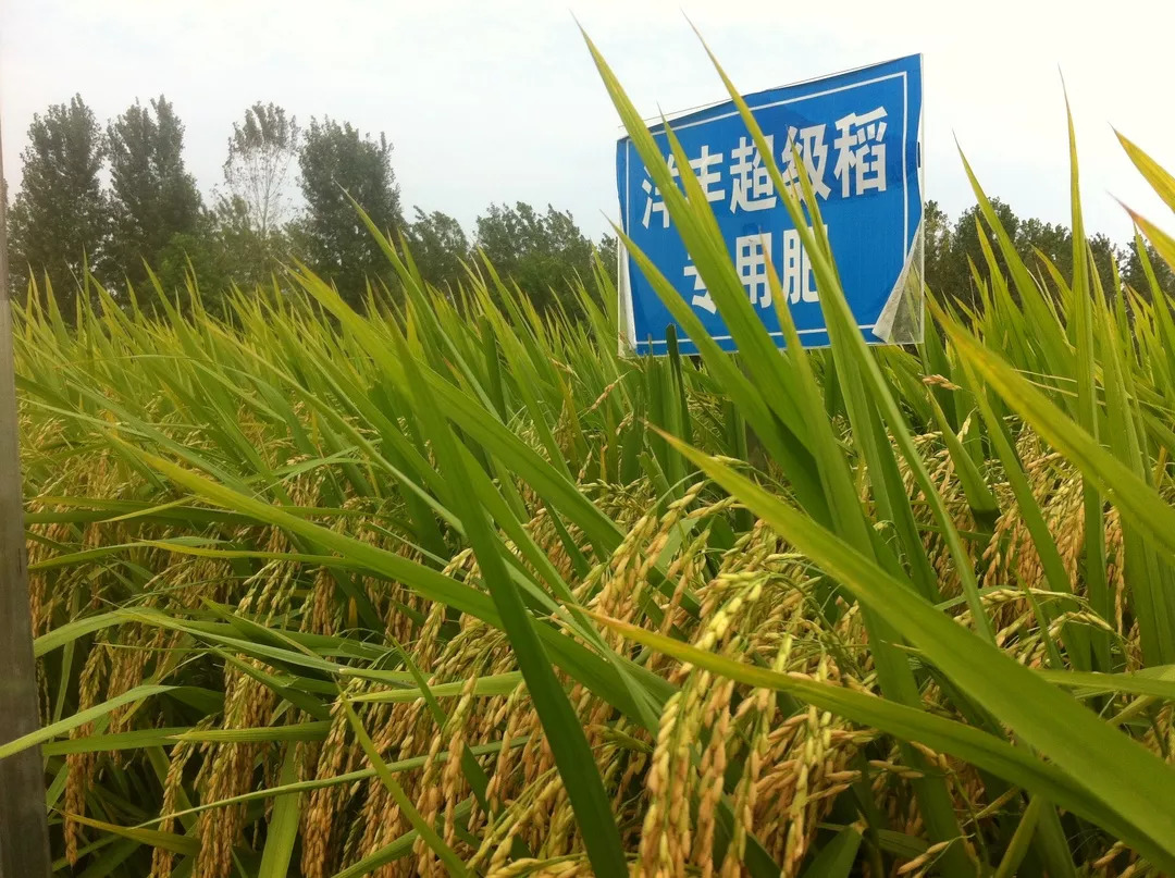 水稻研究长沙高温不退,烈日炎炎好似火烧,但在湖南省杂交水稻研究中心