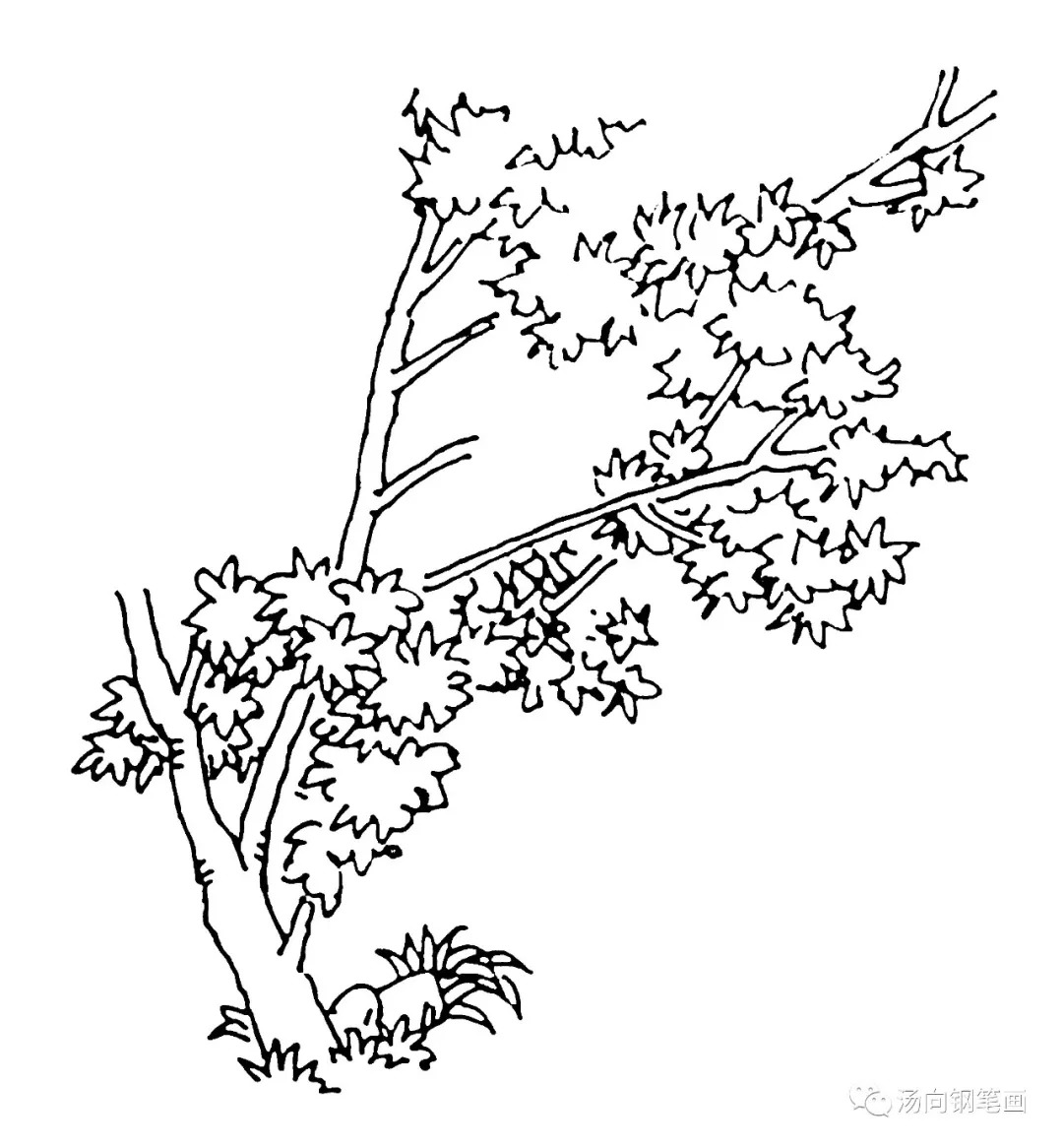 枫树怎么画铅笔画图片