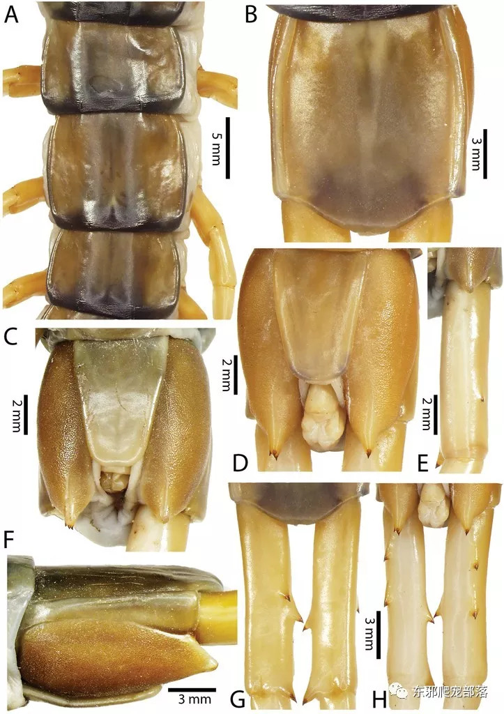 【东邪图鉴】老挝巨型水陆两栖蜈蚣scolopendra cataract sp n