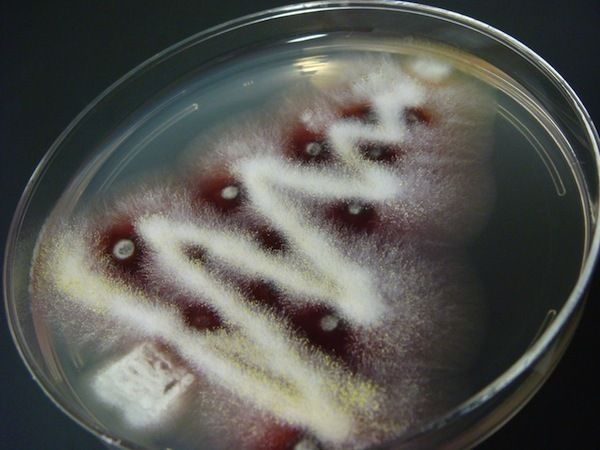 ③繁殖菌丝:部分气生菌丝发育到一定阶段,分化为繁殖菌丝,产生孢子