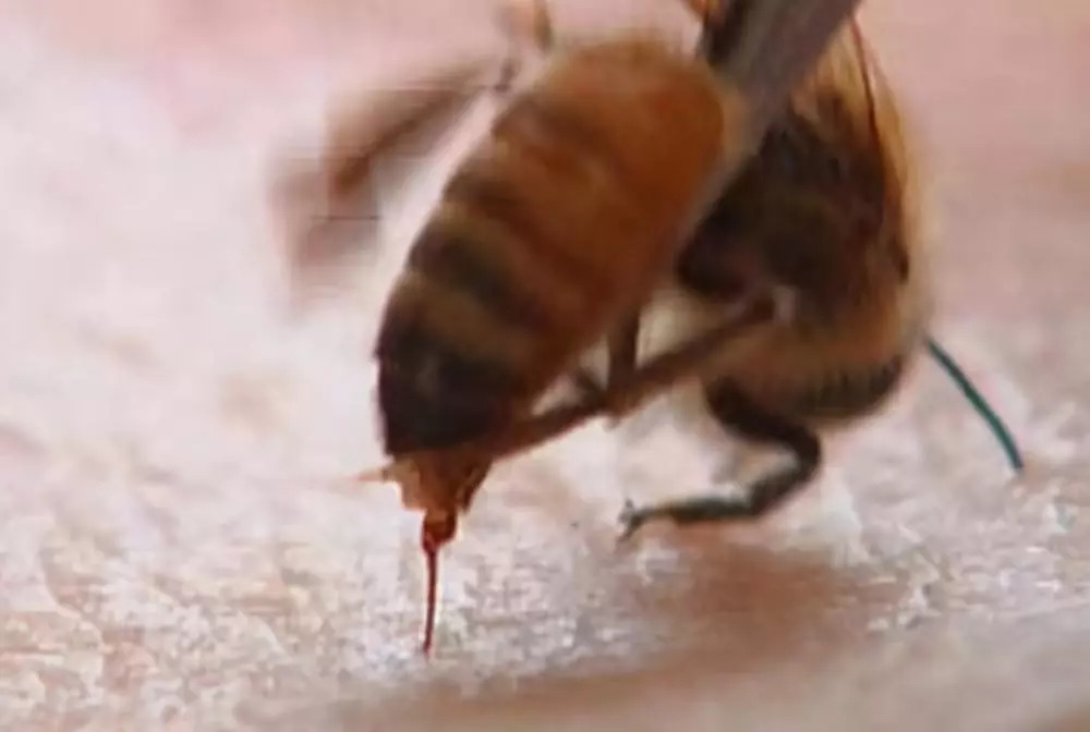 蜜蜂的刺图片高清图片