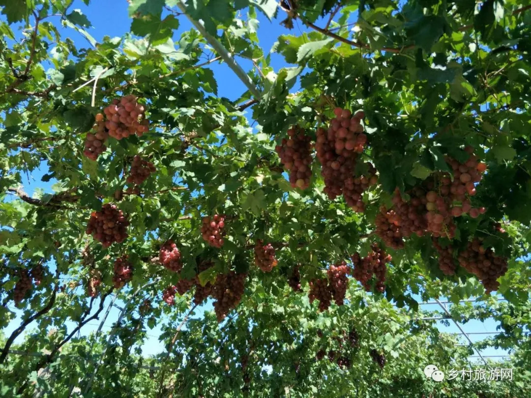 紅提美人指紅了巨峰玫瑰香熟了我要去洗甲河村摘葡萄