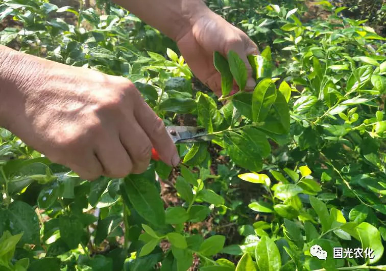 技术蓝莓采后修剪的措施及重要意义