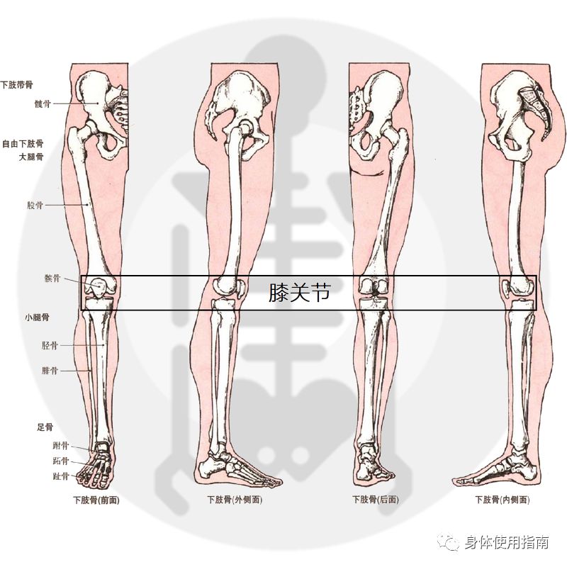 膝关节的屈和伸图解图片