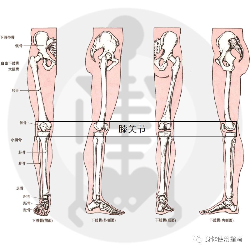 膝關節超伸不是膝的問題│身體使用指南