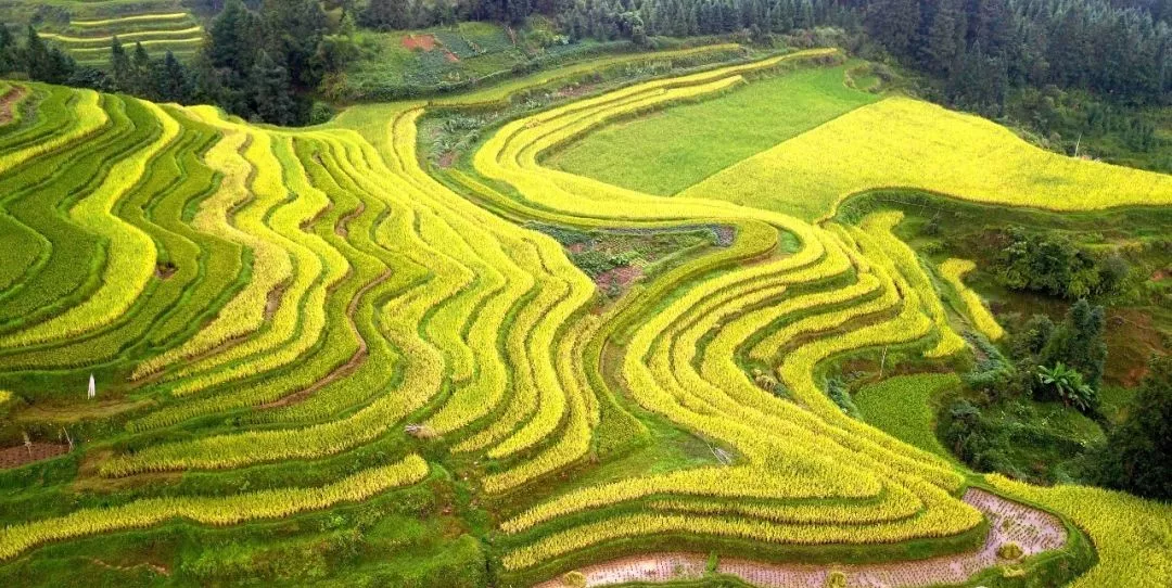 9月2日,笔者在从江县翠里瑶族壮族乡岑丰村,南岑村拍摄的梯田景色.