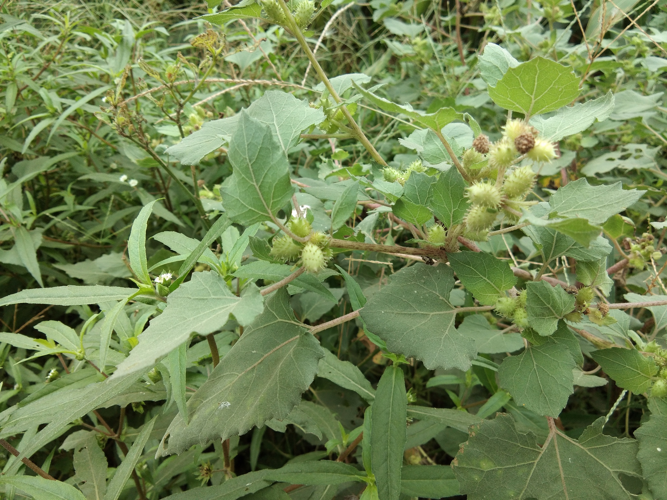 苍耳草的功效与作用图片