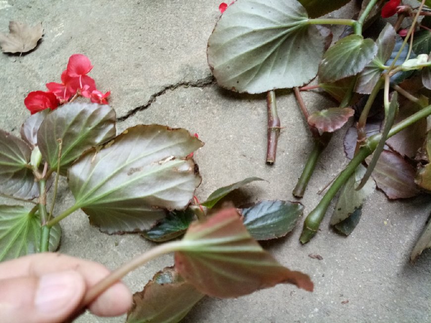 四季海棠扦插方法图解图片