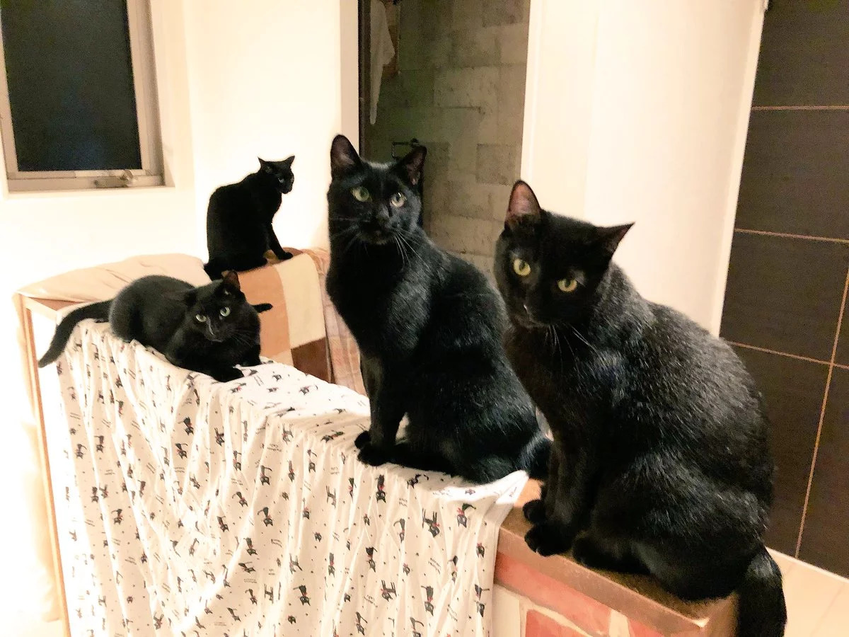 日本网友家里养了一窝黑猫,它们站在一起的时候很考眼力