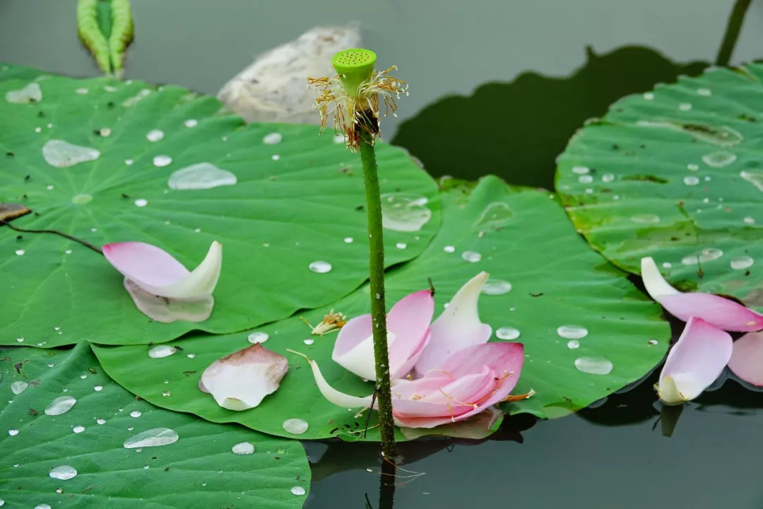 白露白露垂珠滴秋月