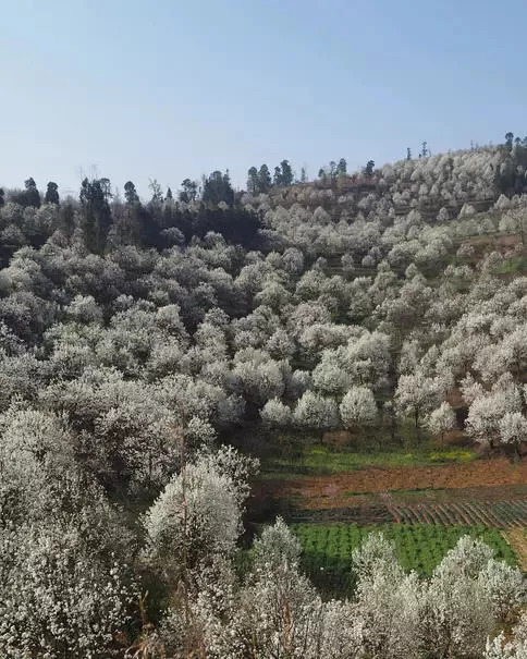 還記得開出地球上最美春天的加級寨梨花嗎初秋你還欠加級寨一場旅行