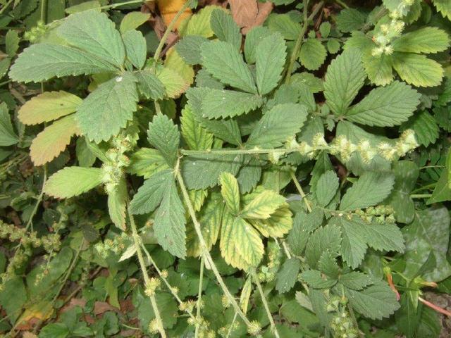 农村一种粘人的野草,农民却把它当宝贝,能当野菜吃还是治病草药