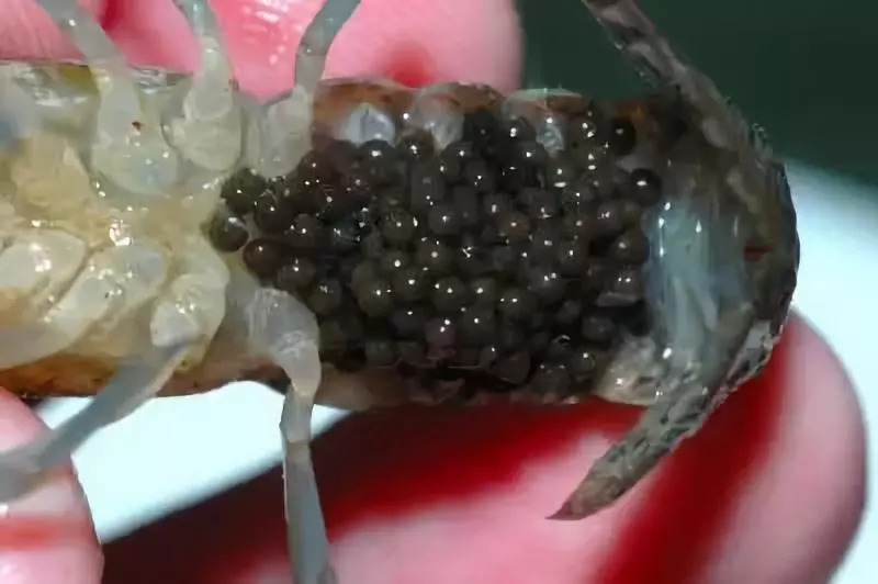 小龙虾是怎样孵化出来的?看完对你家种虾抱卵出苗有帮助
