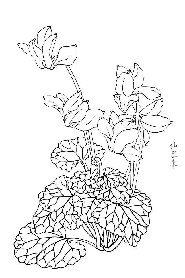 秋冬花卉20幅高清白描底稿