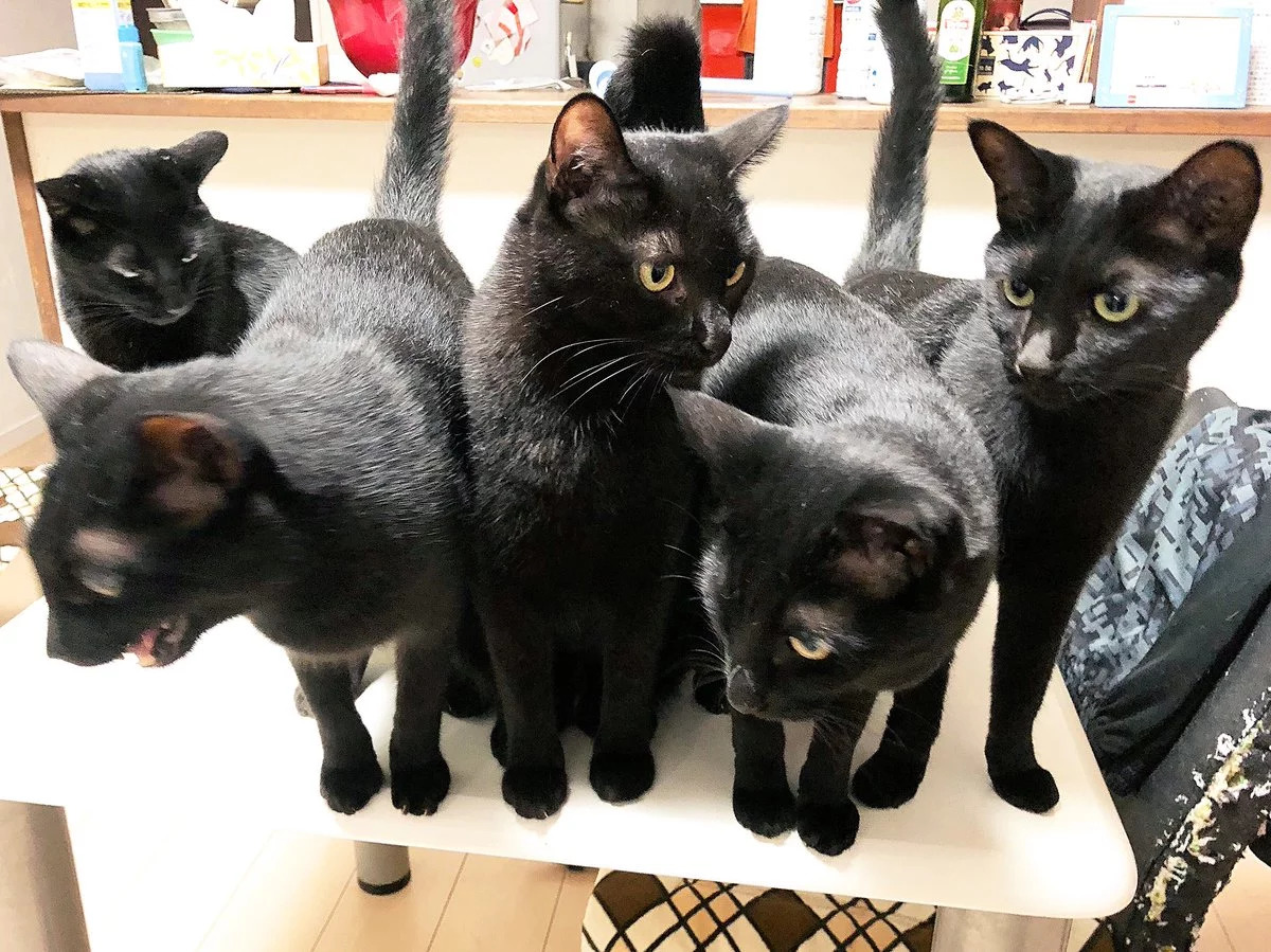 日本网友家里养了一窝黑猫它们站在一起的时候很考眼力