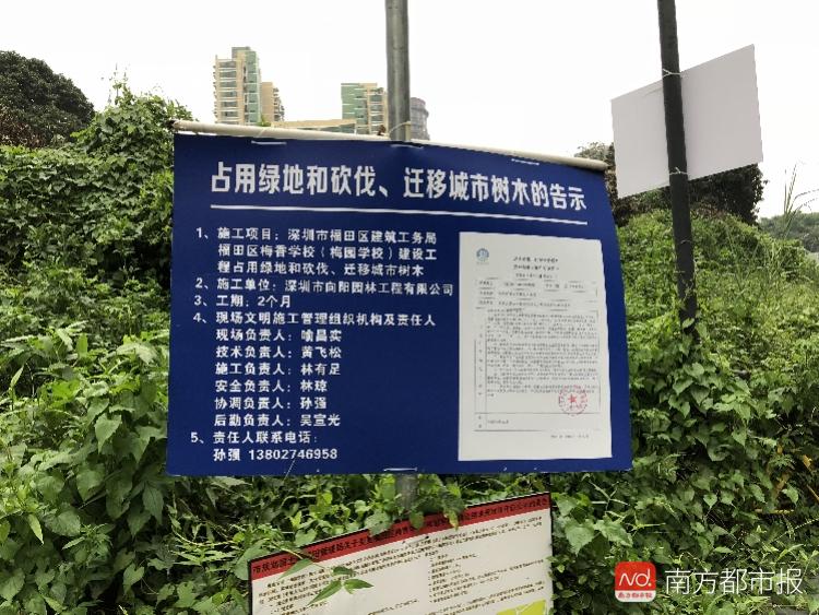 深圳多棵老樹被砍禿,市民惋惜稱樹齡已百年,城管告示只是遷移