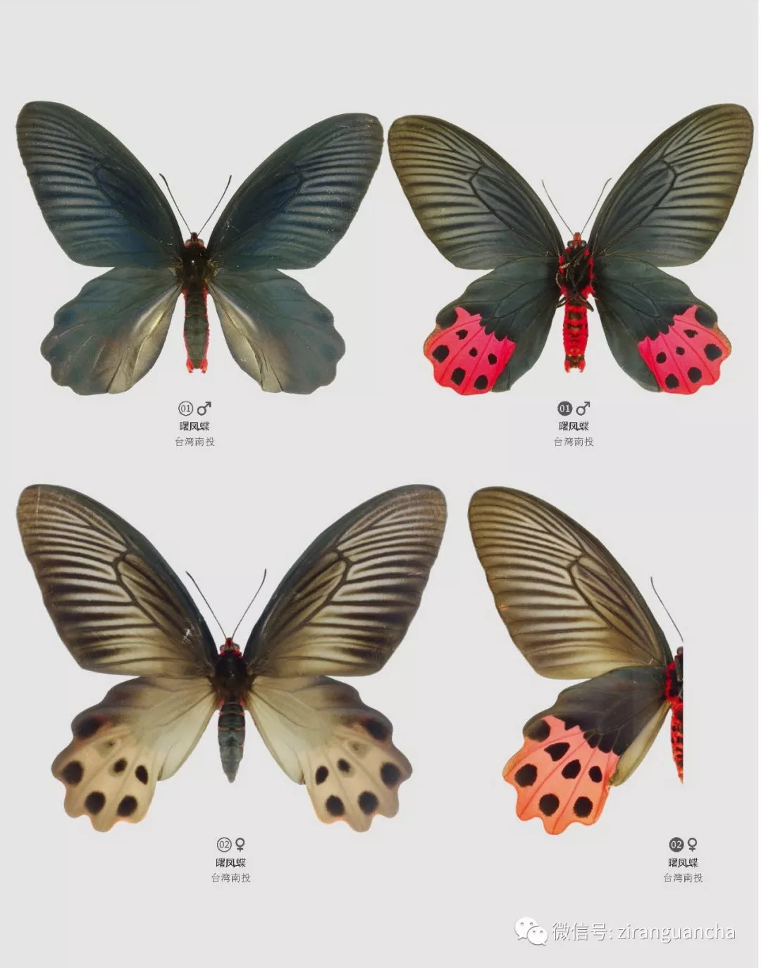 蝴蝶公母区分图解图片
