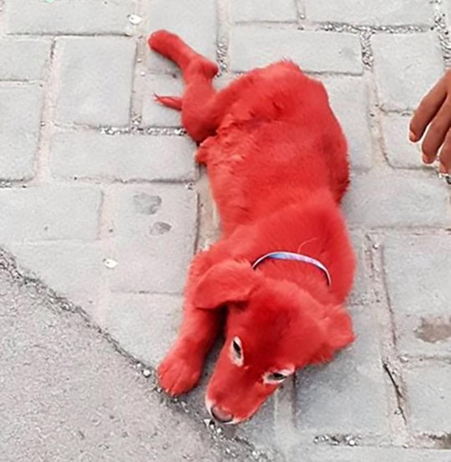 狗狗下面红色出来了图片