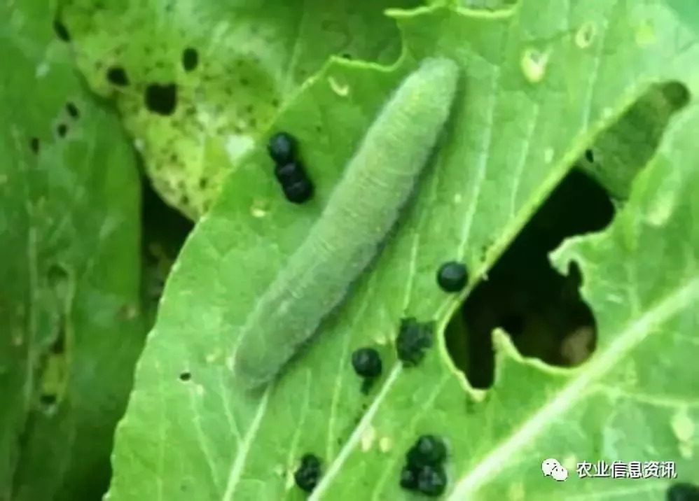 小菜蛾口器类型图片