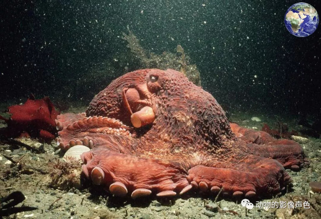 北太平洋巨型章鱼,这货要是做铁板章鱼够一百个人吃了