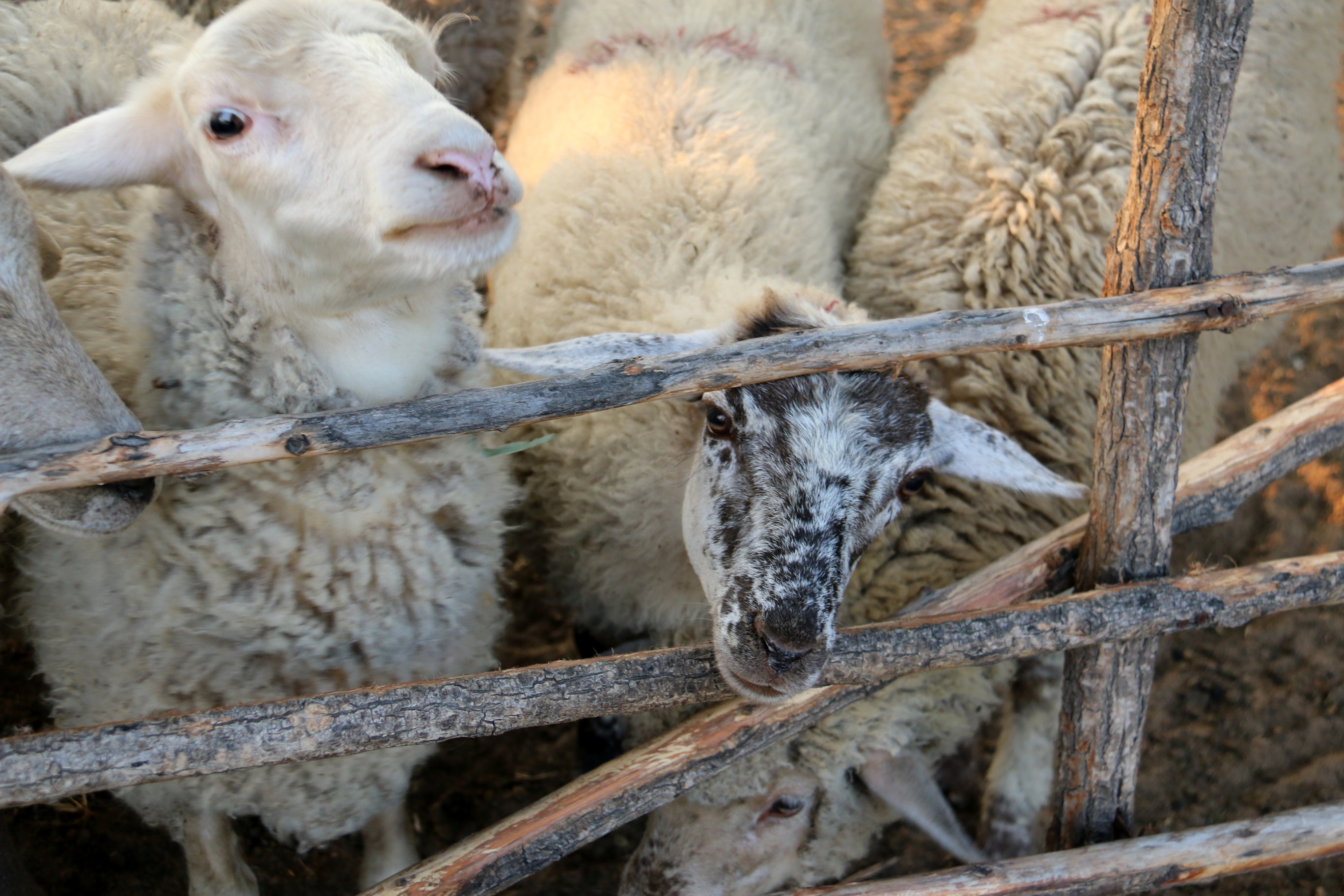冬暖夏凉的羊圈图图片
