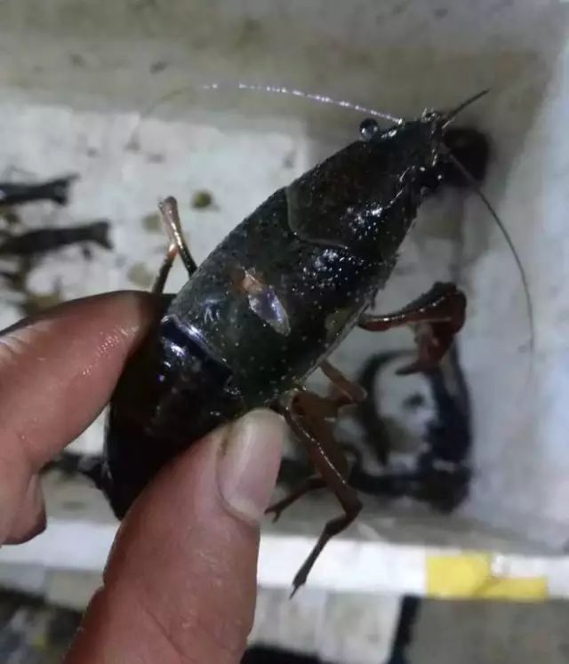 當飼料投餵不虛時,小龍蝦會互相殘殺,尤其會捕食剛脫殼的軟殼蝦.