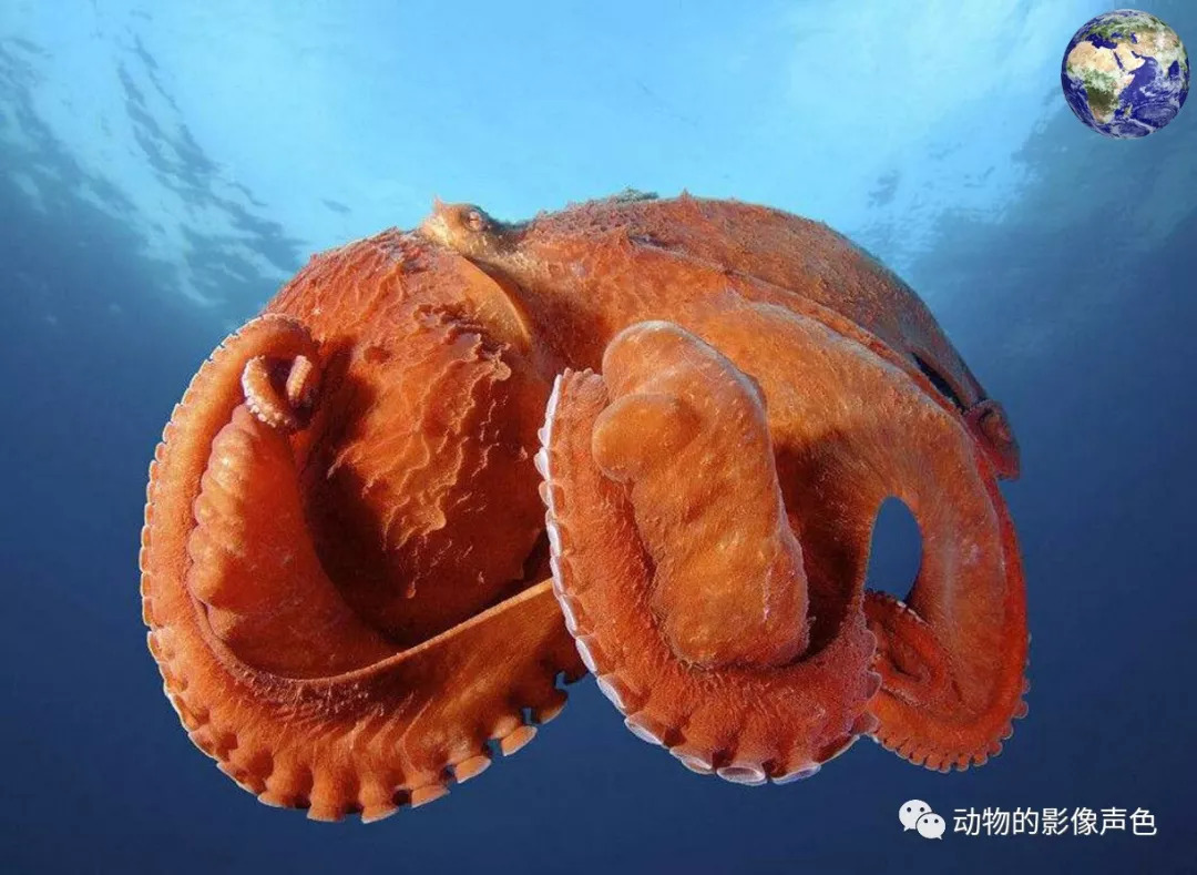 Селфи со најголемиот октопод на светот: Фасцинантно