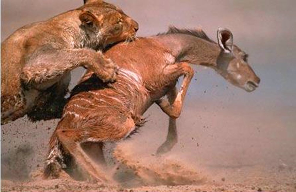 母狮捕杀羚羊,竟学鬣狗直接攻击要害,羚羊瞬间瘫倒被吃