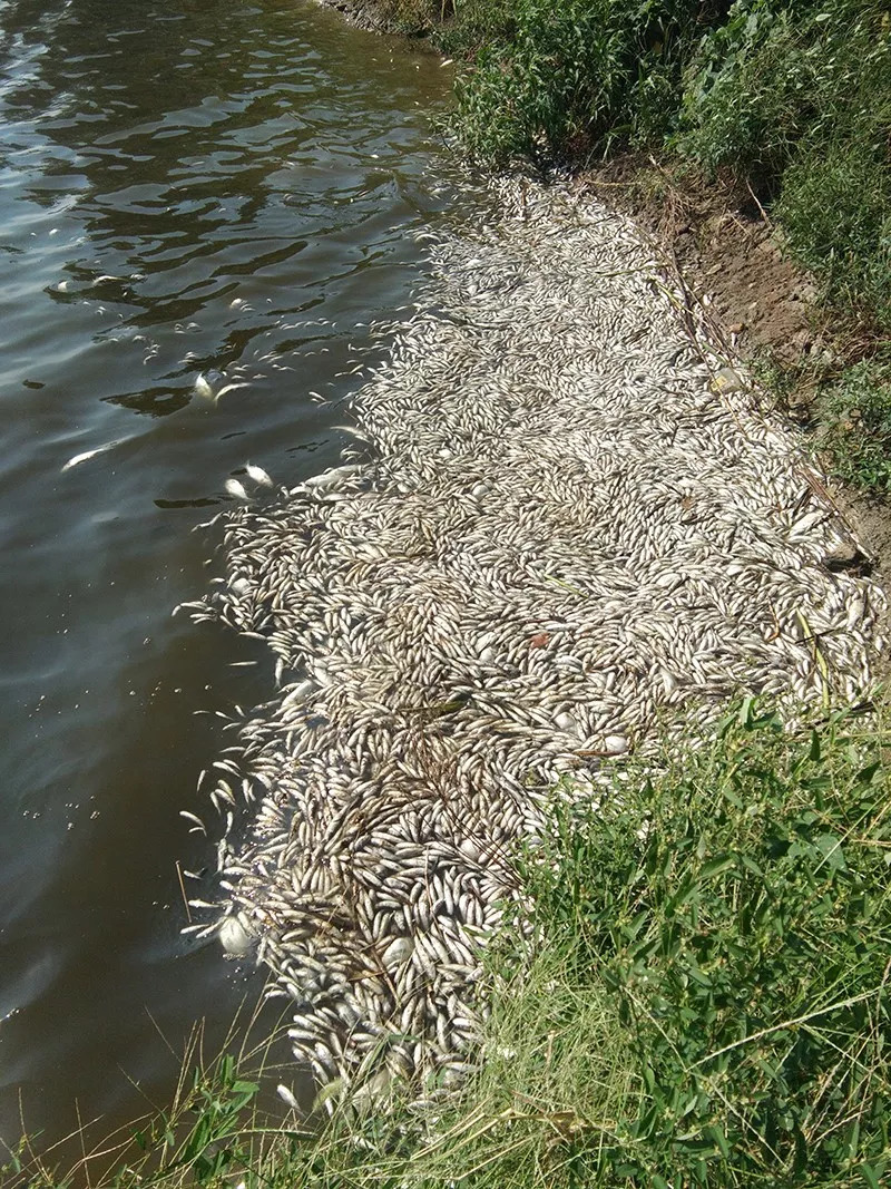 其中,位於魚塘東南角的空地上有一個深坑,坑裡堆放著大量死魚,散發著