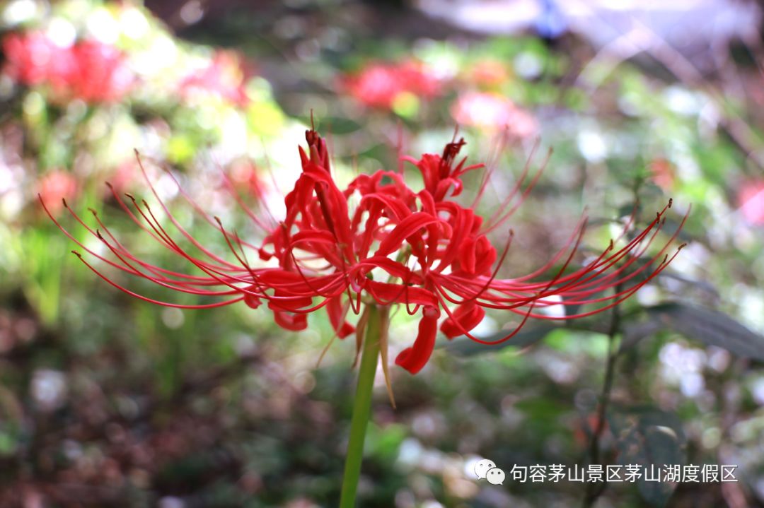 非看不可茅山漫山遍野的彼岸花讓來過的人都沉醉了