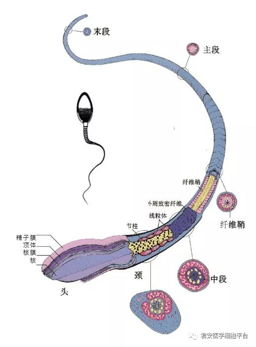 精子细胞结构示意图图片