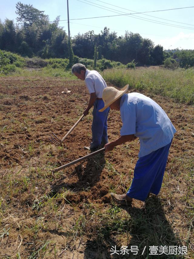 两个六旬农民进城带孙子闲不住结伴开荒种菜压低草帽不让拍照