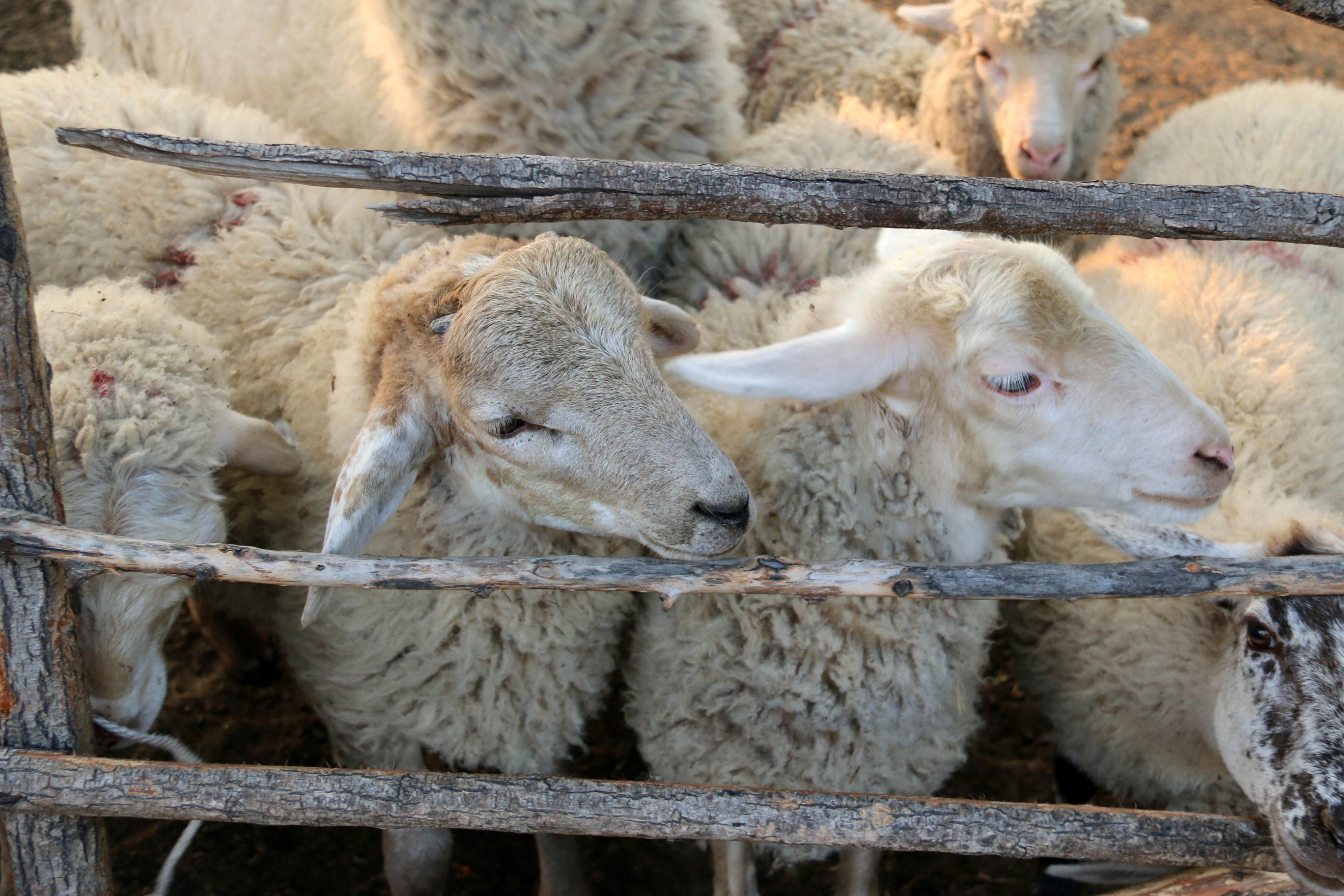 冬暖夏凉的羊圈图图片