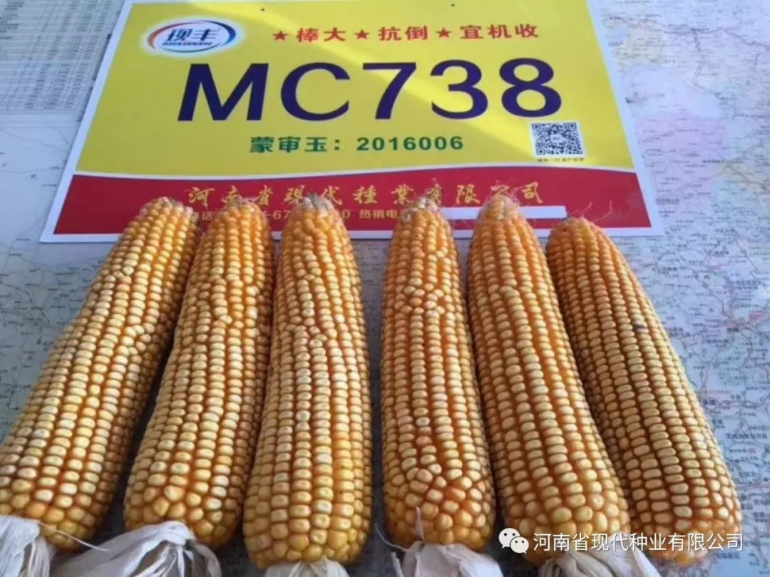 mc278玉米种子详细介绍图片