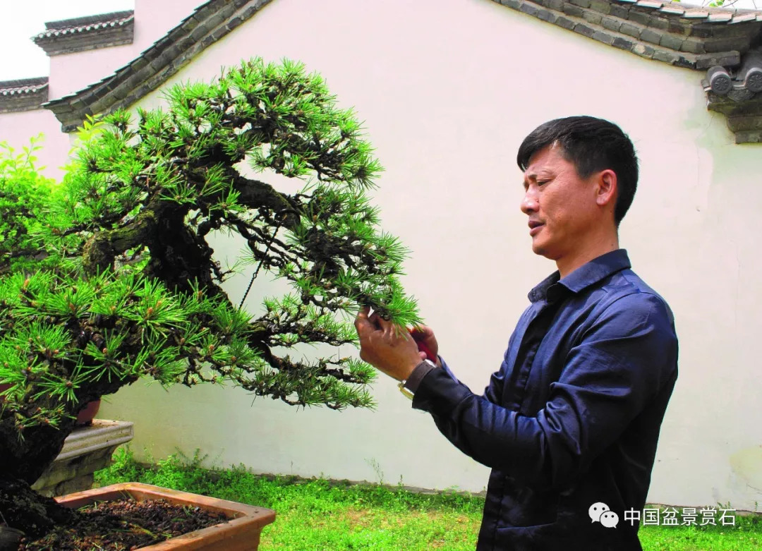 盆景大师樊顺利图片