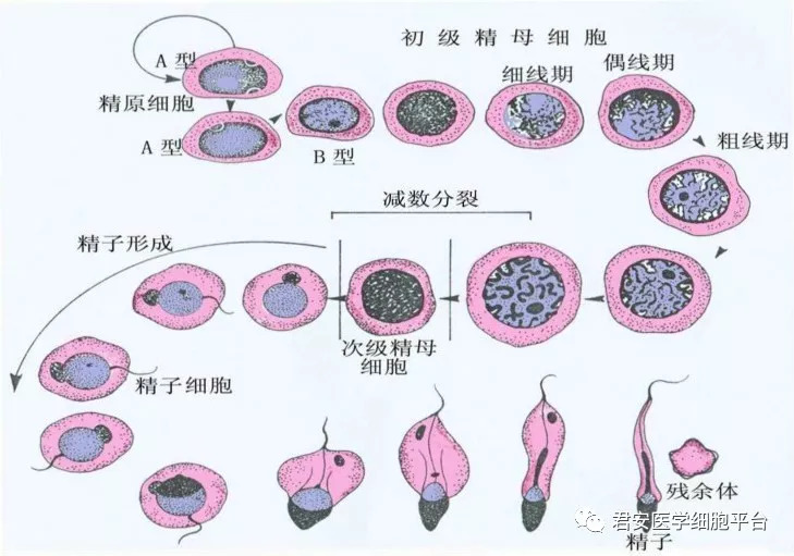 精子的发生