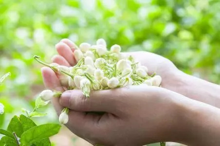 每日一歌难忘茉莉花