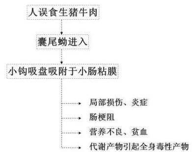 警惕绦虫病