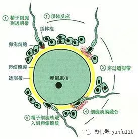 试管婴儿怎么做的全过程地图(试管婴儿怎么做的全过程视频导航 黑龙江天元)-第1张图片-鲸幼网