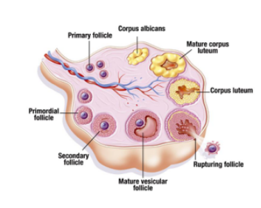 女性卵泡的生長與發育_生殖