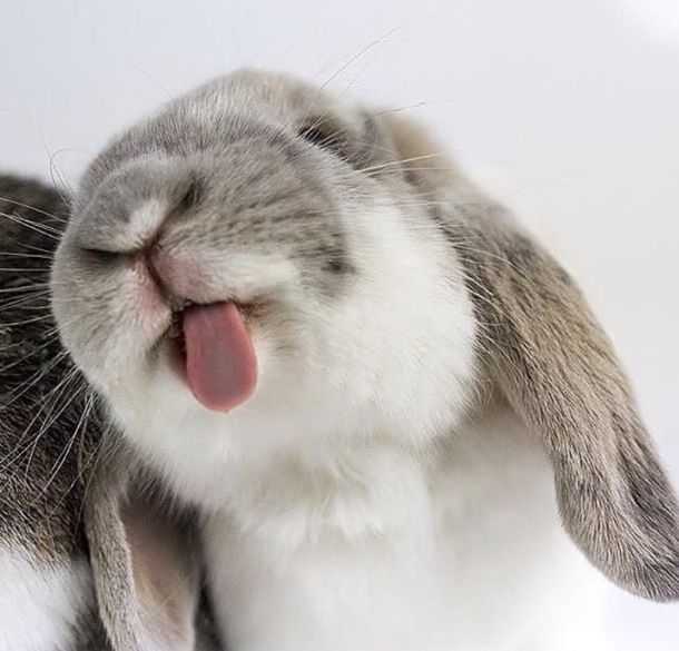 吐舌头卖萌的小兔子怎么看怎么可爱